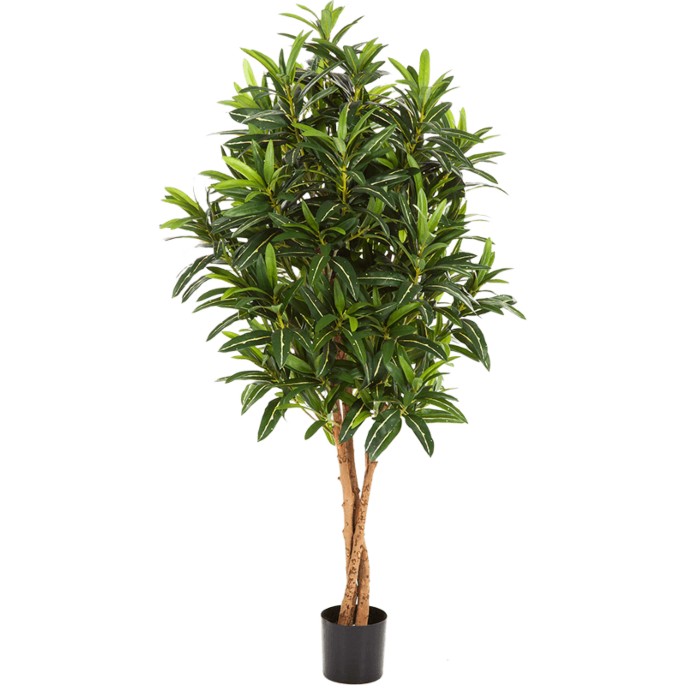 Croton Goldfinger