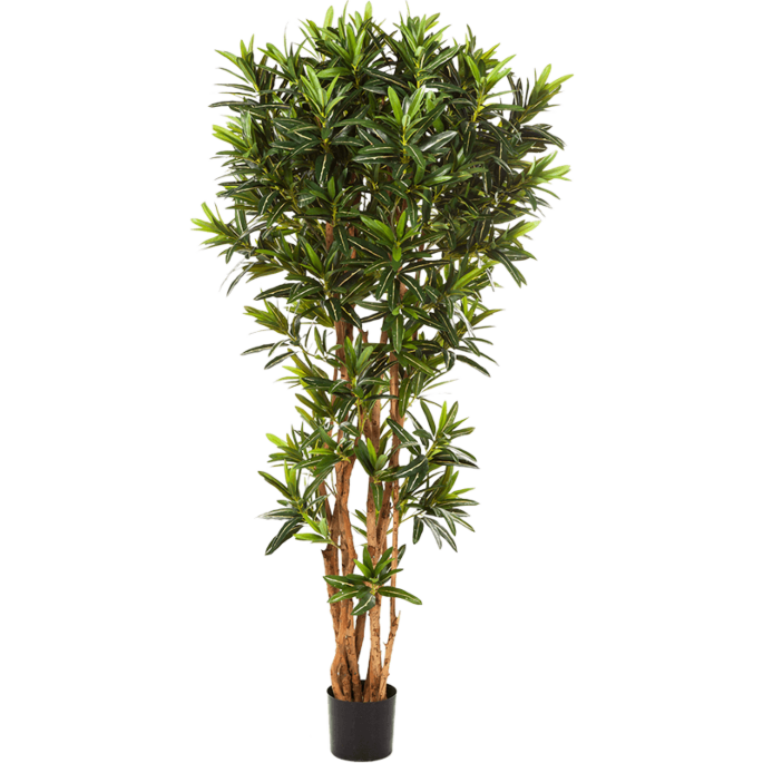 Croton Goldfinger Reflexa