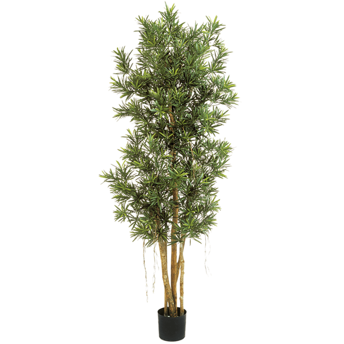 Podocarpus Reflexa
