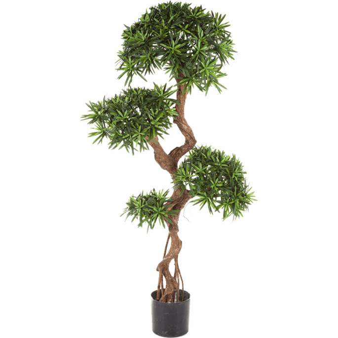 Podocarpus