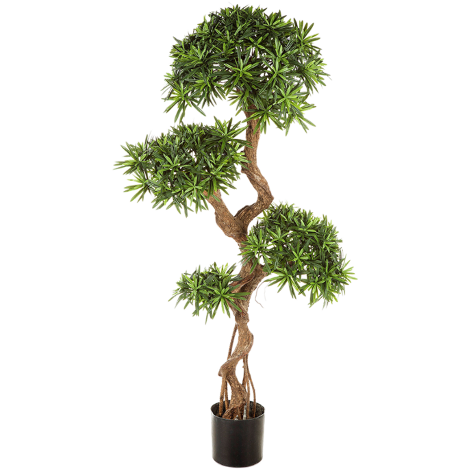 Podocarpus