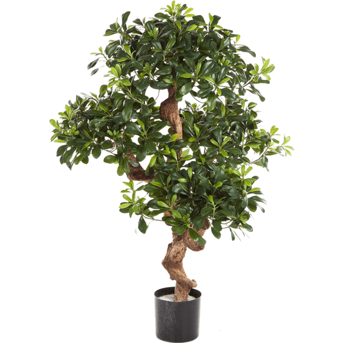 Pittosporum (Berg Pittosporum)