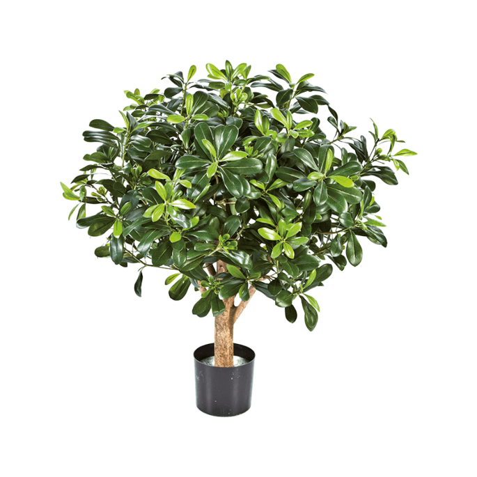 Pittosporum