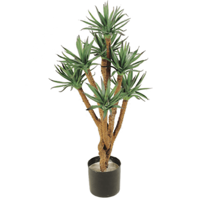 Agave