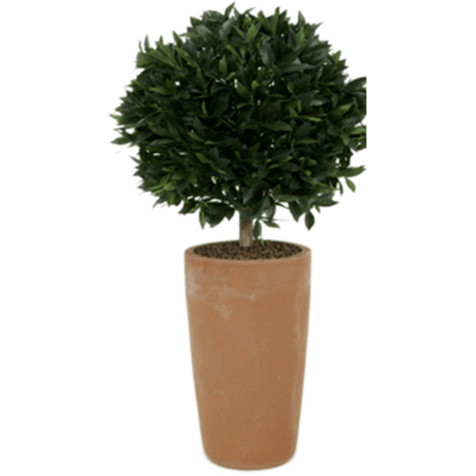 Laurier (Laurus Nobilis)