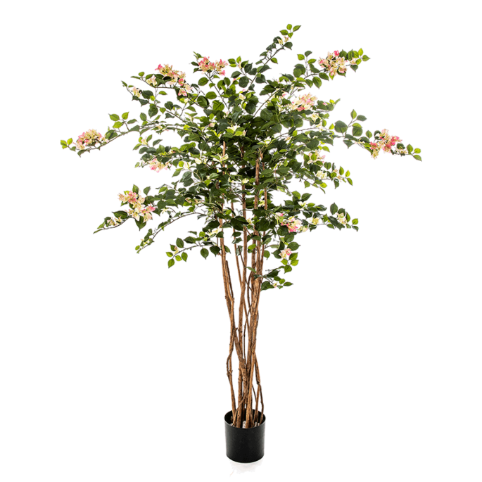 Bouganvillea Nitida