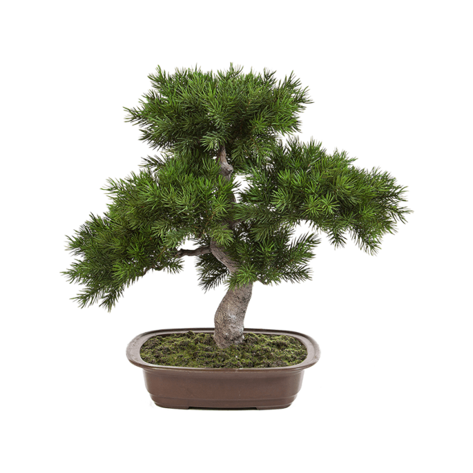 Dennenboom