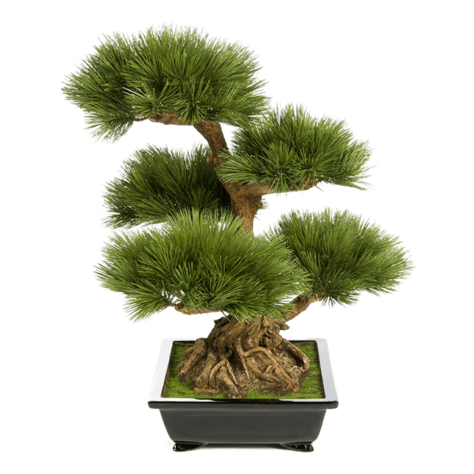 Dennenboom (Pinus)