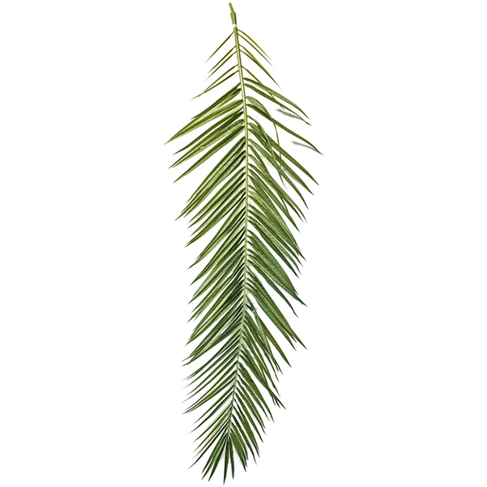 Phoenixpalm