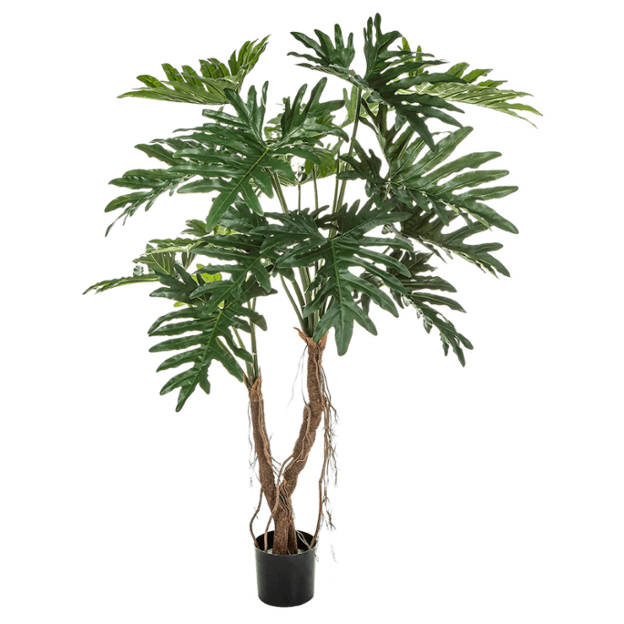 Philodendron Root Tree