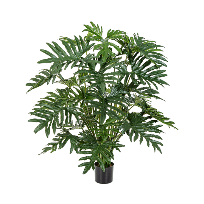 Philodendron
