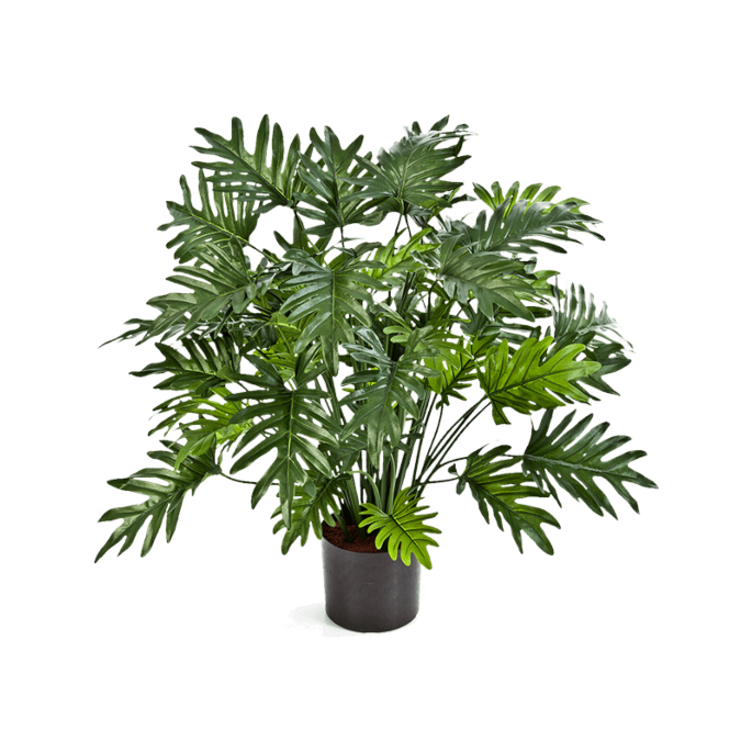 Philodendron