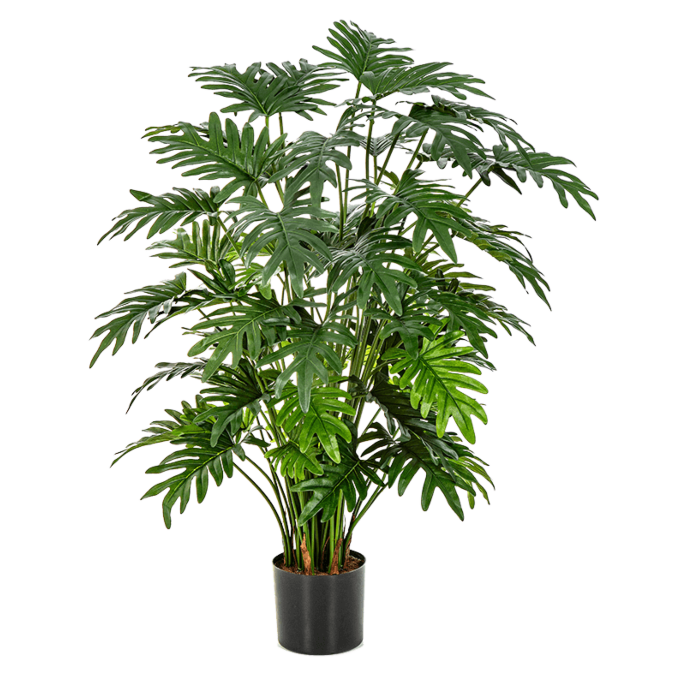 Philodendron Selloum