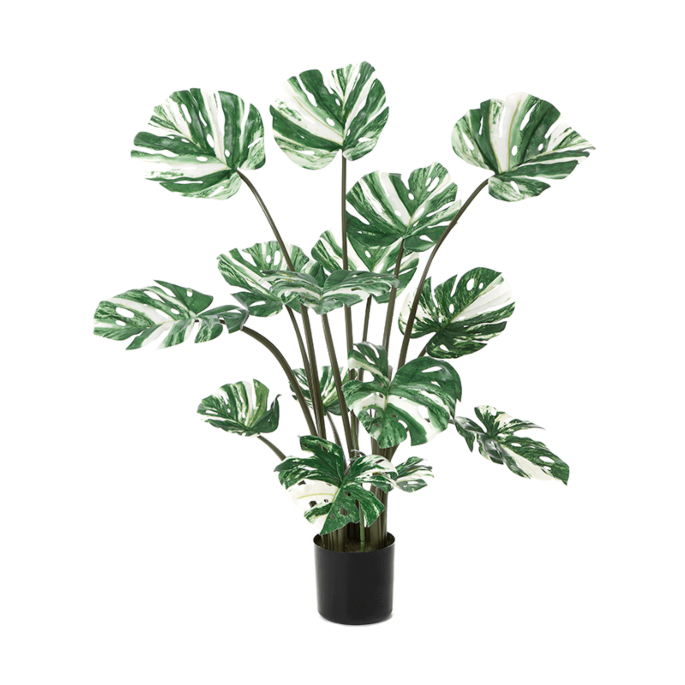 Monstera Deliciosa
