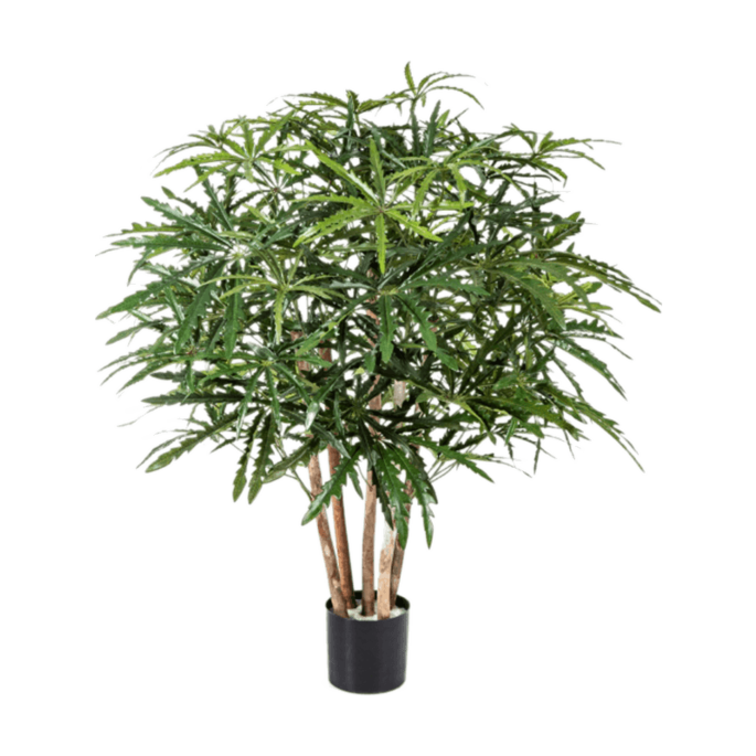 Aralia