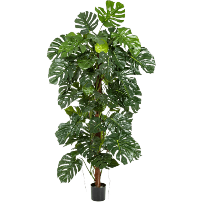 Monstera Deliciosa