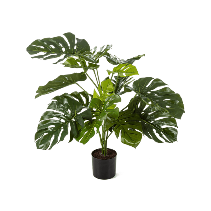 Monstera Deliciosa