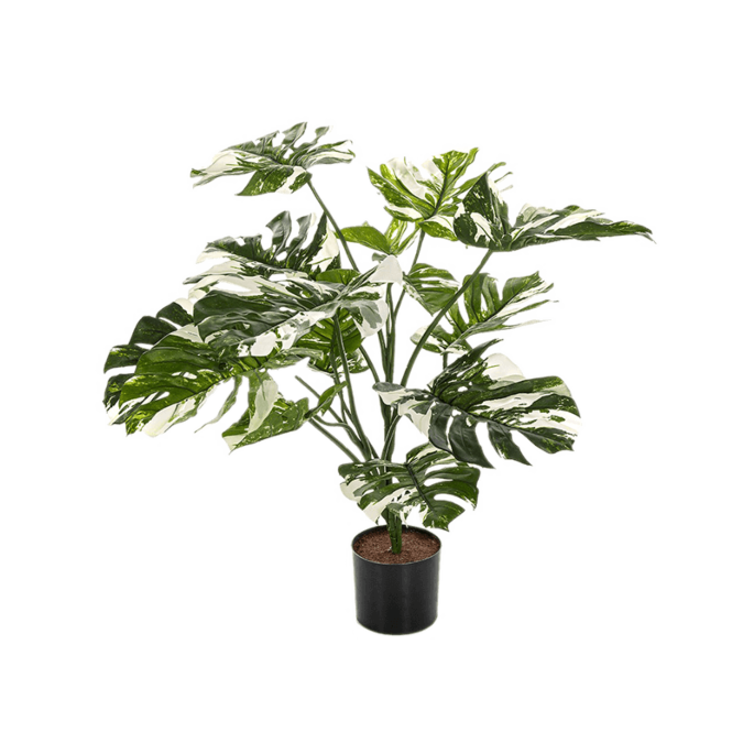 Split Philo Variegated