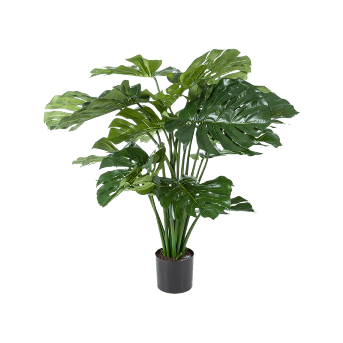 Monstera Deliciosa