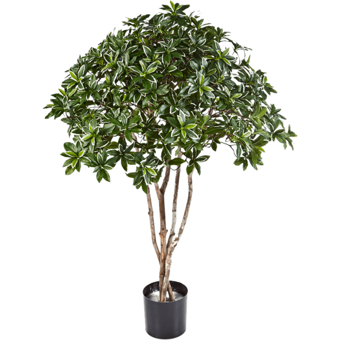 Euonymus Japonicus