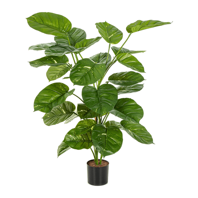 Epipremnum (Pothos)