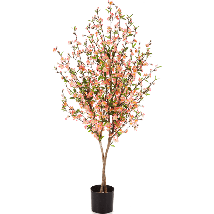 Cherry Blossom