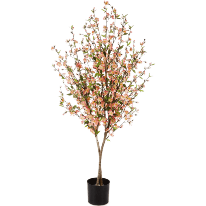 Cherry Blossom