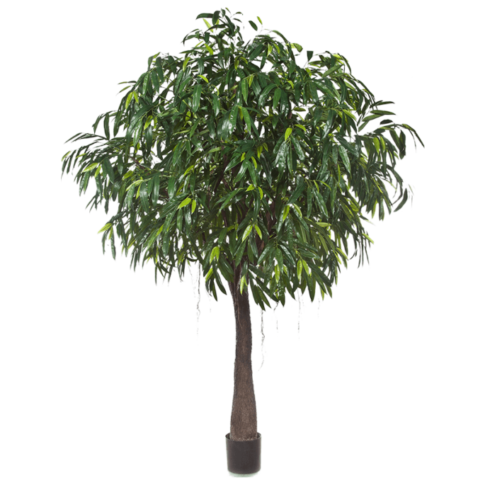 Ficus Alii
