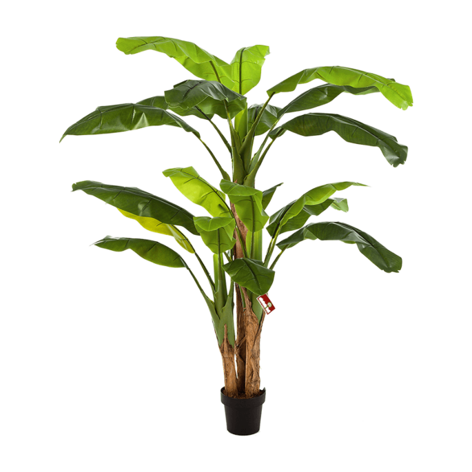 Bananenplant