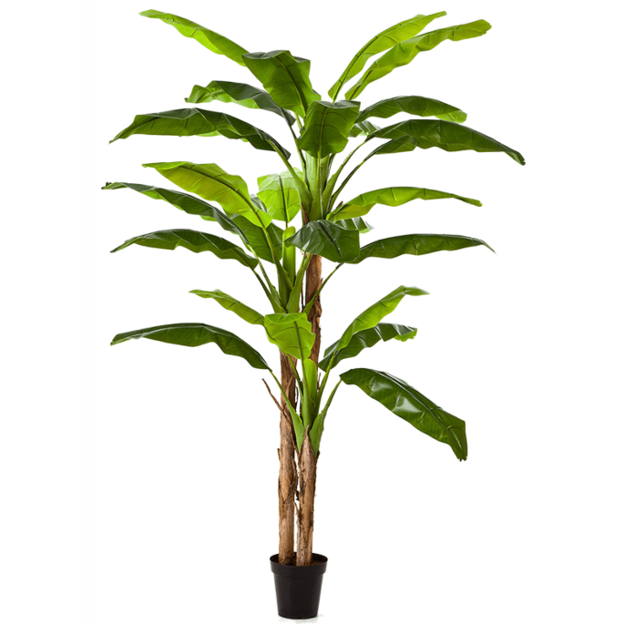 Bananenplant