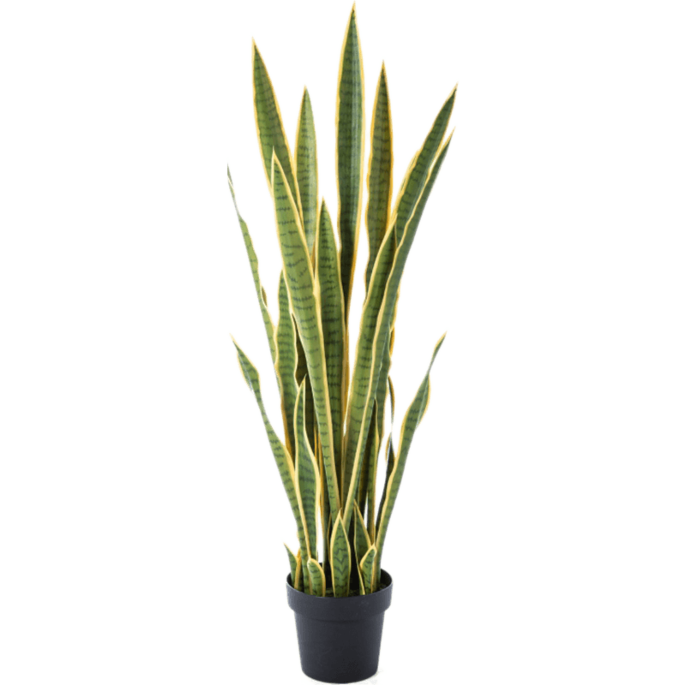 Sansevieria