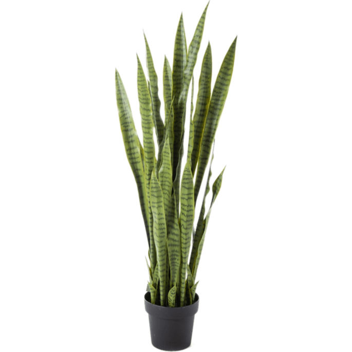 Sansevieria