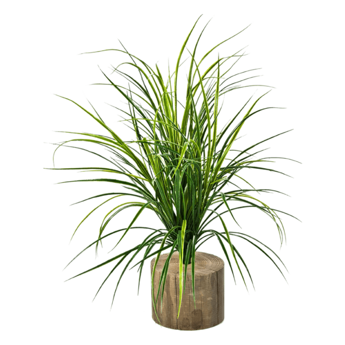 Gras