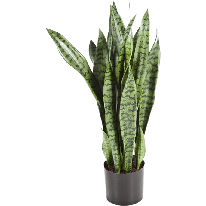 Sansevieria