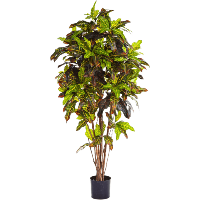 Croton