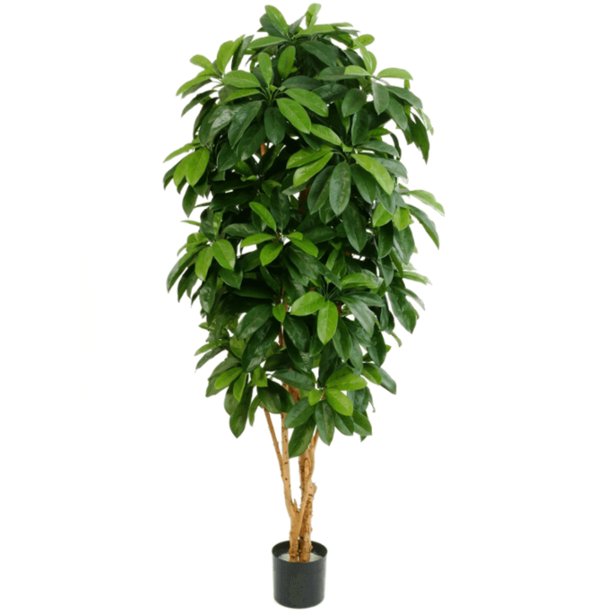 Schefflera