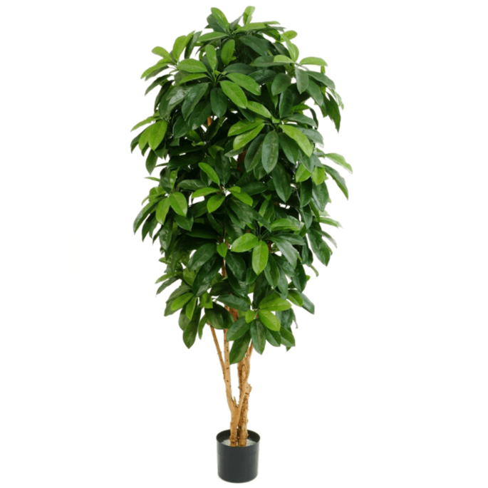 Schefflera