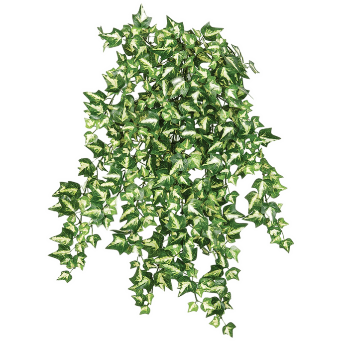 Klimop