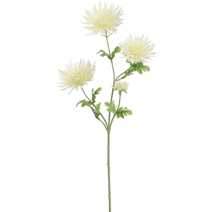 Spin-Gerbena
