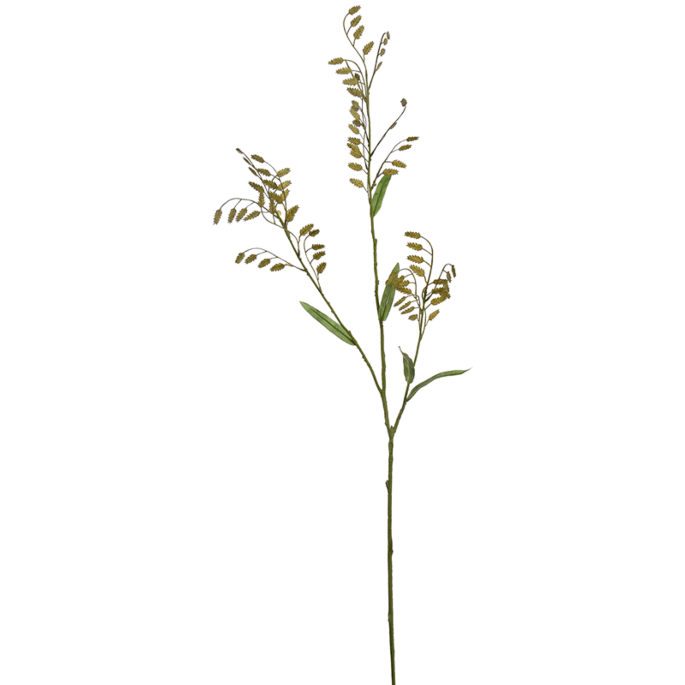Groot Chasmantium