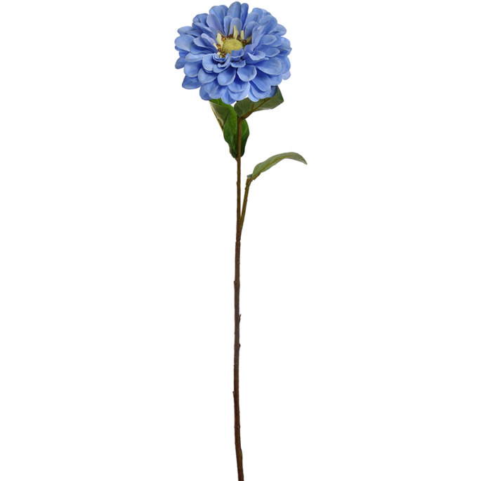 Zinnia