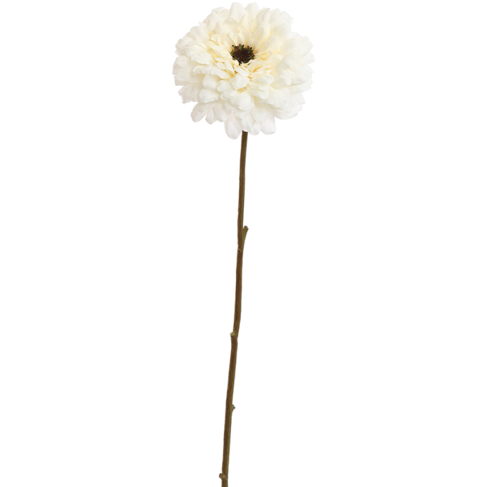 Zinnia