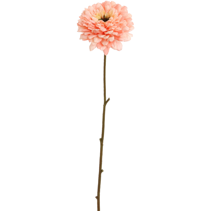Zinnia