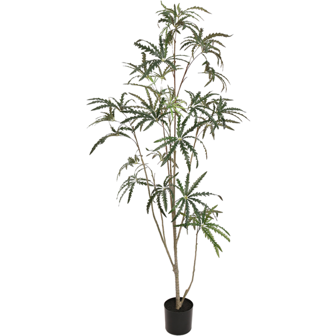 Aralia