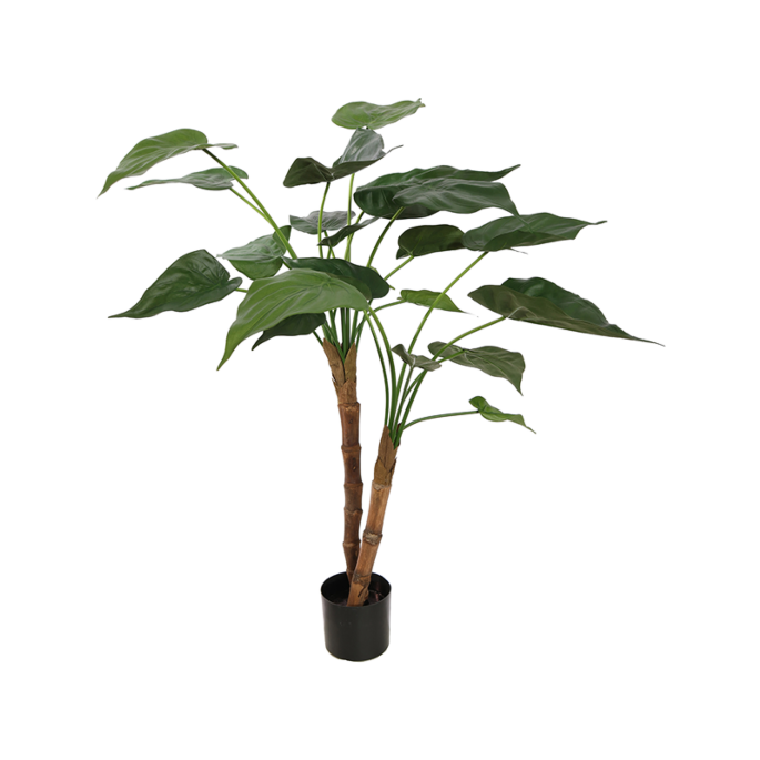 Alocasia Cucullata