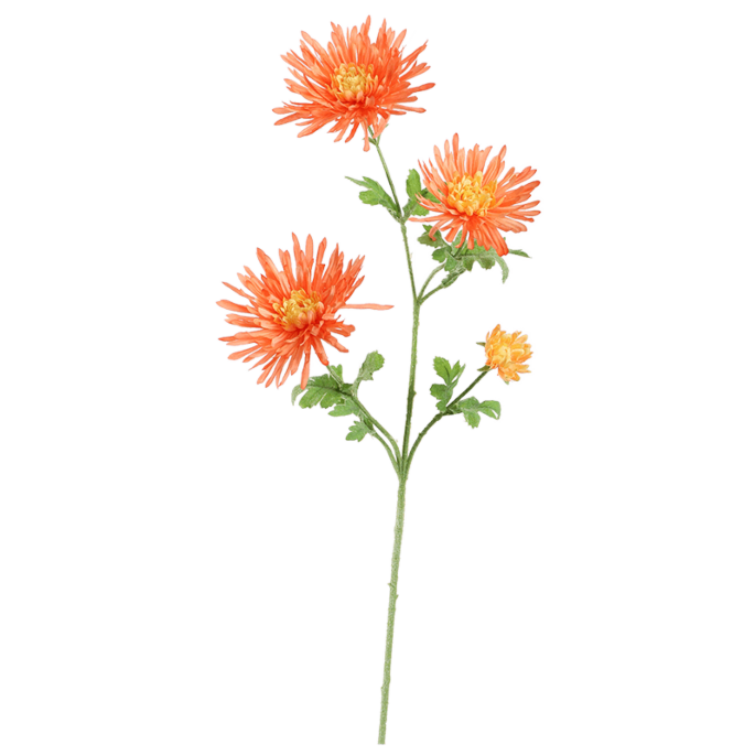 Spin-Gerbena