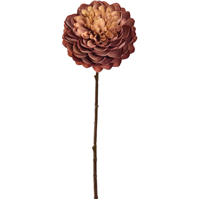 Dahlia