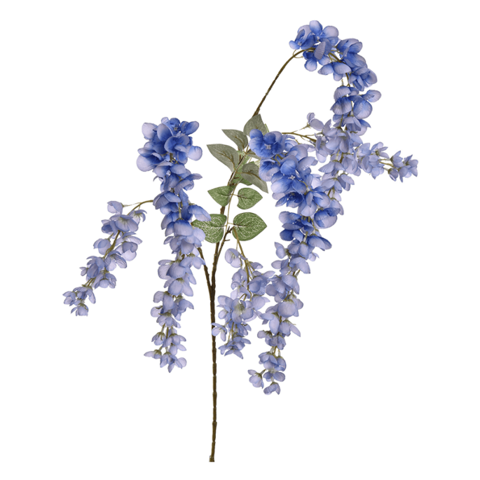 Blauwe Regen
