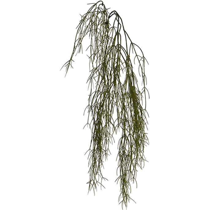 Hangende Koraalplant