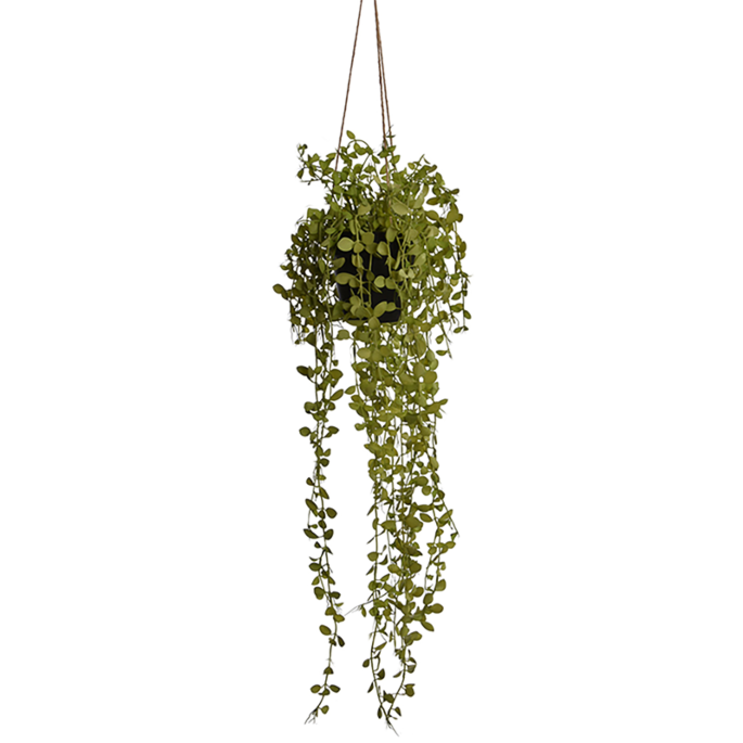 Philodendron